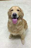 Opk's Simon Says Goldens Rock