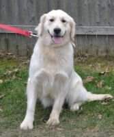 Rondy's Gracie