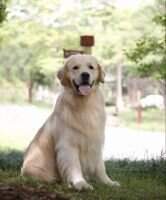 Acky Hero of Xiu Rong Kennel