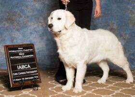 IABCA Inter'l Ch Ace's Arctic Blast