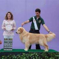 Crunch Peterwhite Golden Friend Forever