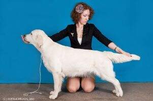 Slav Trophy Velvet Glove Slav Trophy Velvet Glove