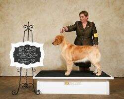 Carolina Country Golden's Wynter