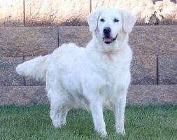 Mol, Bul Alberta Nice Nelli Mol, Bul Alberta Nice Nelli