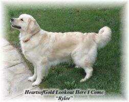 Heartsofgold Lookout Here I Come