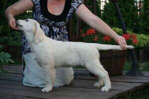 DROP OF LOVE Animals Triumph FCI DROP OF LOVE Animals Triumph FCI