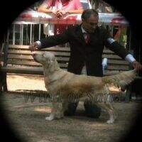 LEONGOLDEN FIRST KISS
