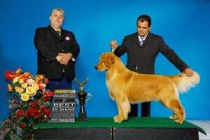 Goldentrip King Thunder Goldentrip King Thunder