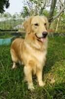 Gold Vander C Bella