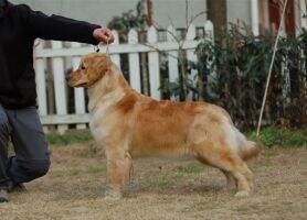 llisa of Golden Shell Kennel (FCI)