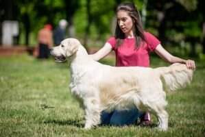 Ch Srb/Mkd Tudorose Subtle Song Crufts Qualified '17