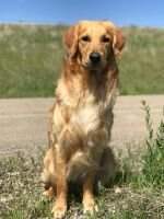 NMH GMH OTCH2 Flashpaws Firecracker UDX2 OM4 OBHF; Cdn GMH NMH GMH OTCH2 Flashpaws Firecracker UDX2 OM4 OBHF; Cdn GMH