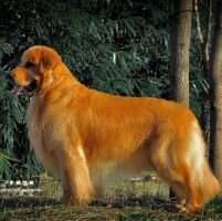 CN.CH. Bgolden bobo of Tian Ya Ge Kennel