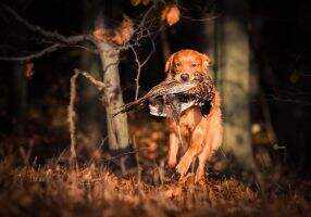 Beautiful Baer from Just Goldens