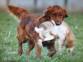 Beautiful Babs from Just Goldens