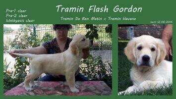 Tramin Flash Gordon Tramin Flash Gordon