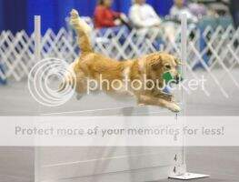 OTCH17 Topbrass The Greatest Show On Earth UDX14 OGM BN GN OTCH17 Topbrass The Greatest Show On Earth UDX14 OGM BN GN