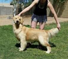Maximus Golden Trip Triple Crown Pharaoh