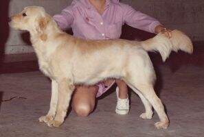 Malagold Fleecy Cloud Cal