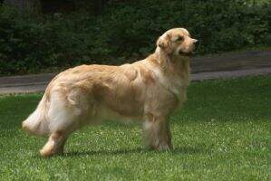 Goldenaire's Illustrious Loona