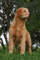 Chasse H Caruzo