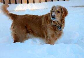 Sweet Golden Girl Savannah Zoey-Bskm