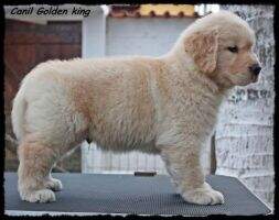 Forever Golden King Venum