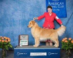 Maximus Golden Trip Crazy In Love BOSS DN
