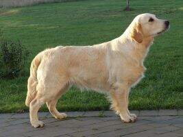Swedish, Danish & Swiss Show Ch. Inverness Golden Dalwhinnie