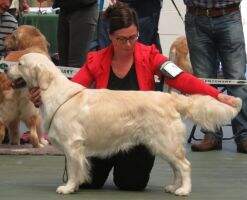 Ire Vet CH Drombeg Nobleman 2 Green Stars, CACIB, ResGS,Crufts lifetime qualified Ire Vet CH Drombeg Nobleman 2 Green Stars, CACIB, ResGS,Crufts lifetime qualified