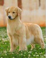 Golden Hermes's Flashy Girl