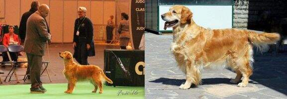 C.I.E,Ch.IT,Ch.MNE,Ch.HR,Ch.S.Marino Royal Crest Gold-n Black Velvet TOP DOG ITALIA 2010,CH.RIP. C.I.E,Ch.IT,Ch.MNE,Ch.HR,Ch.S.Marino Royal Crest Gold-n Black Velvet TOP DOG ITALIA 2010,CH.RIP.