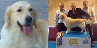 IT S.MARINO ROMANIA CH.R CRUFTS QUALIF.2016 Flight of Angels Marchionessheiva JR TOP DOG ITALIA 2014