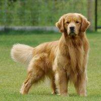 Majecgold's Crown Royal
