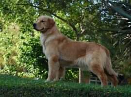 Chasse H Donna