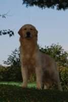 Chasse H Montana Chasse H Montana