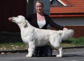 CZ PL Ch CZ Right Hunter Show Leader