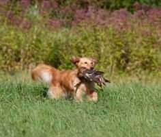 Old Lyme's Courageous Girl Fenwick