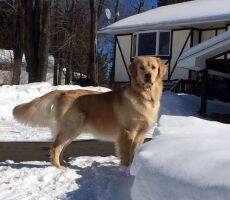 UKC CH Opk's Little Boy Blue CGCA CGCU TKA