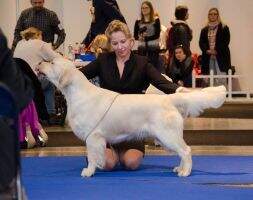 LV & LT & EST & BALT I'm Terra Antyda Xtra Cool (Crufts CQ) LV & LT & EST & BALT I'm Terra Antyda Xtra Cool (Crufts CQ)