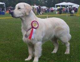 PL Kiss and Tell Rusty Love 2nd and res. winner at Crufts 2016 PL Kiss and Tell Rusty Love 2nd and res. winner at Crufts 2016