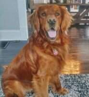 Grapevine's Remington