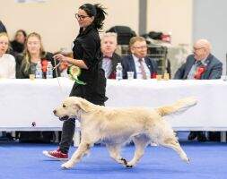 CH, CIE, CIB Trubliss Walk the Talk EDS'21 Club Winner,WDS'21 Speciality Winner, Crufts Qualified for Life, JCW'16 CH, CIE, CIB Trubliss Walk the Talk EDS'21 Club Winner,WDS'21 Speciality Winner, Crufts Qualified for Life, JCW'16