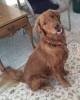 Cheerio's Kooper Maddie's Angel