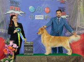 GrPanCh PanCh BrJrCh Golden Sunset's Pacco Amelie