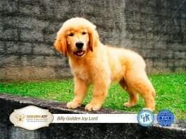 Billy A Golden Joy Lord