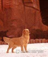 I little dot of Xing Yuan Kennel