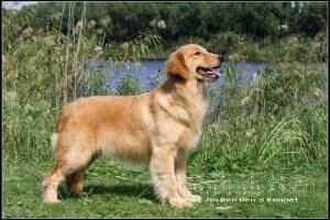 Acimo Lisa of Huang Jin Ben Ben Kennel