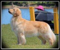MBIS. MBISS. MRBIS. MBPIS. MBPISS. GChEx. Polarsky's Twinkle Little Star RI NT DJ NS IBRH NBRH NBRS NS VS VN VCI