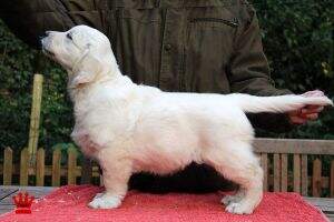 Falkirk's Best In Show